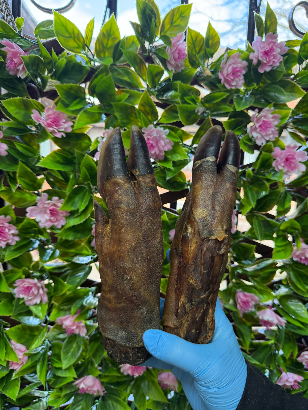 Wild boar trotter