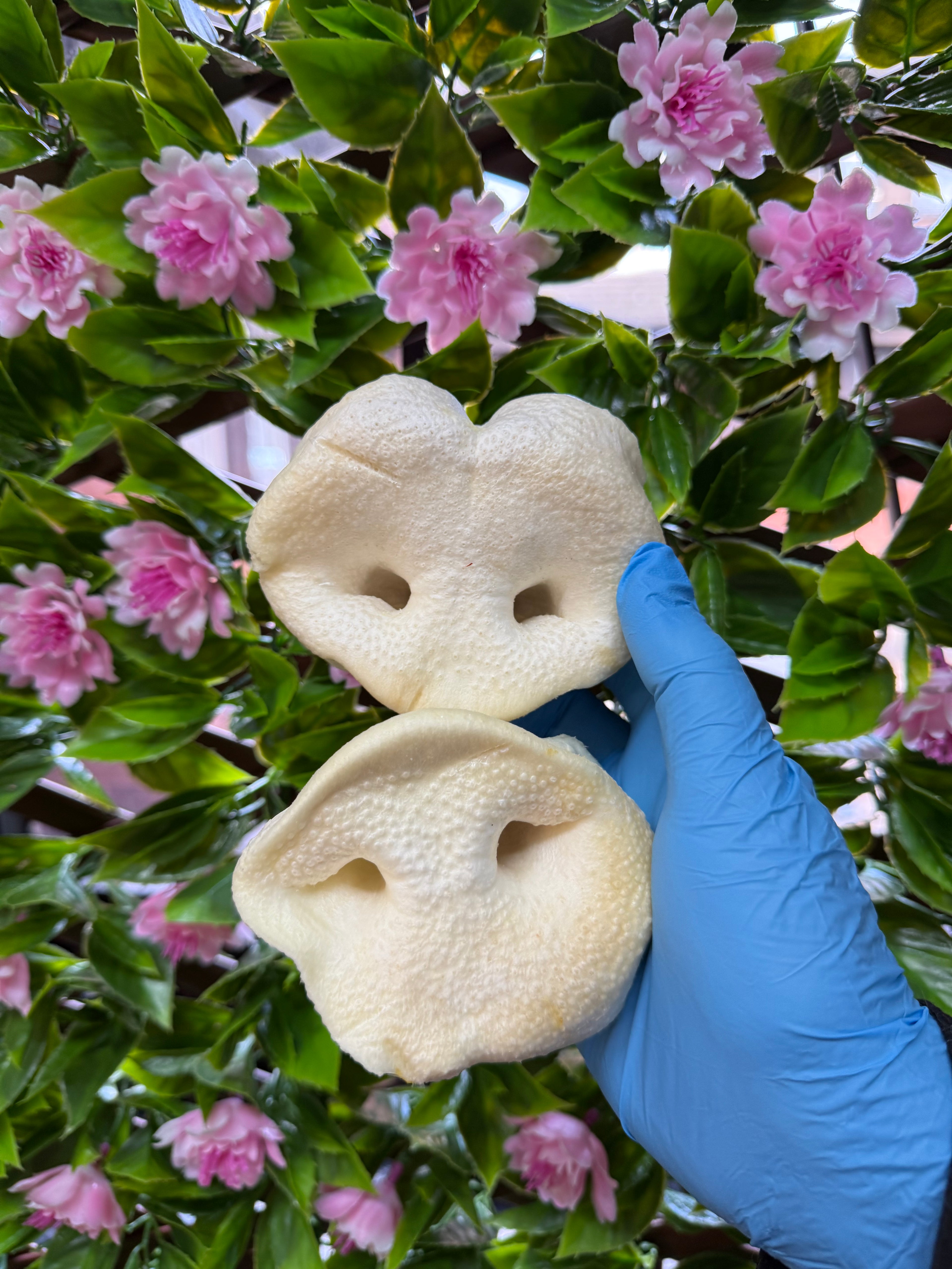 Puffed pig snout