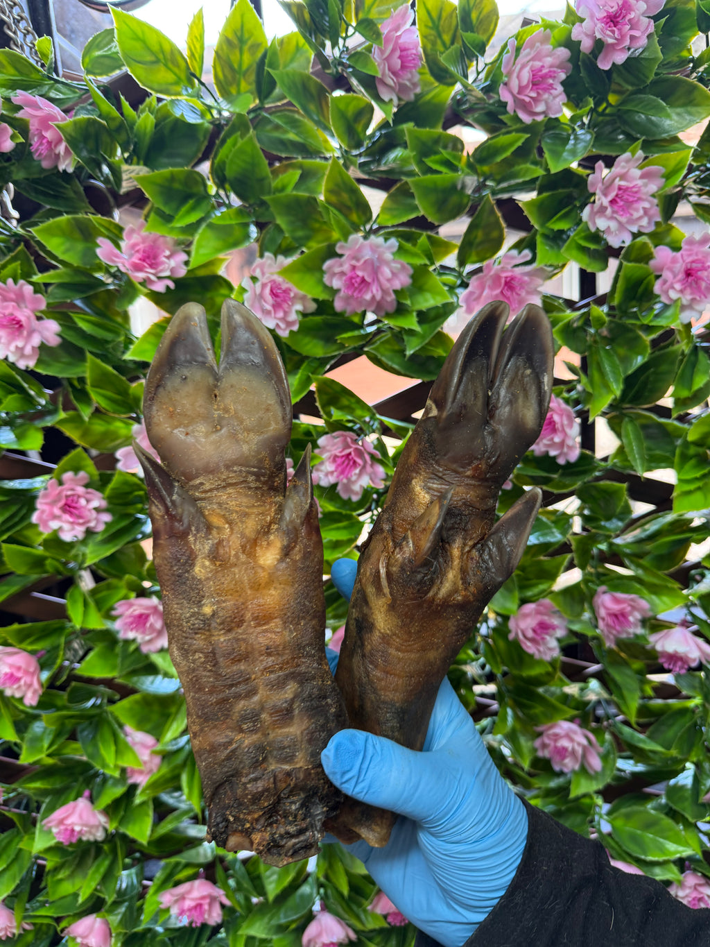 Wild boar trotter
