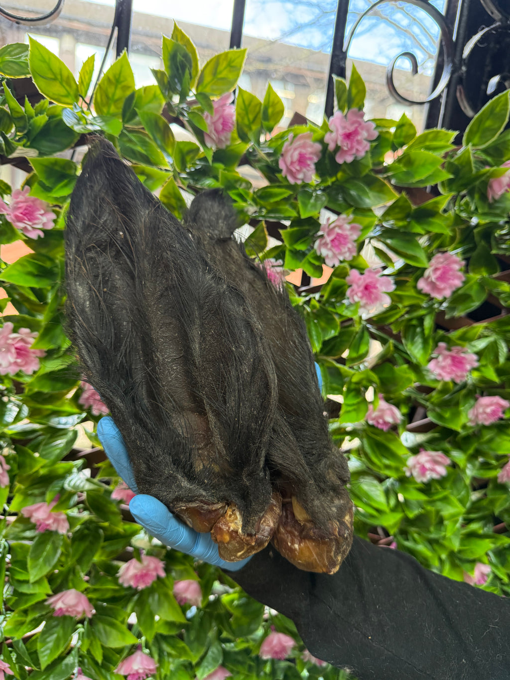 Hairy buffalo ear
