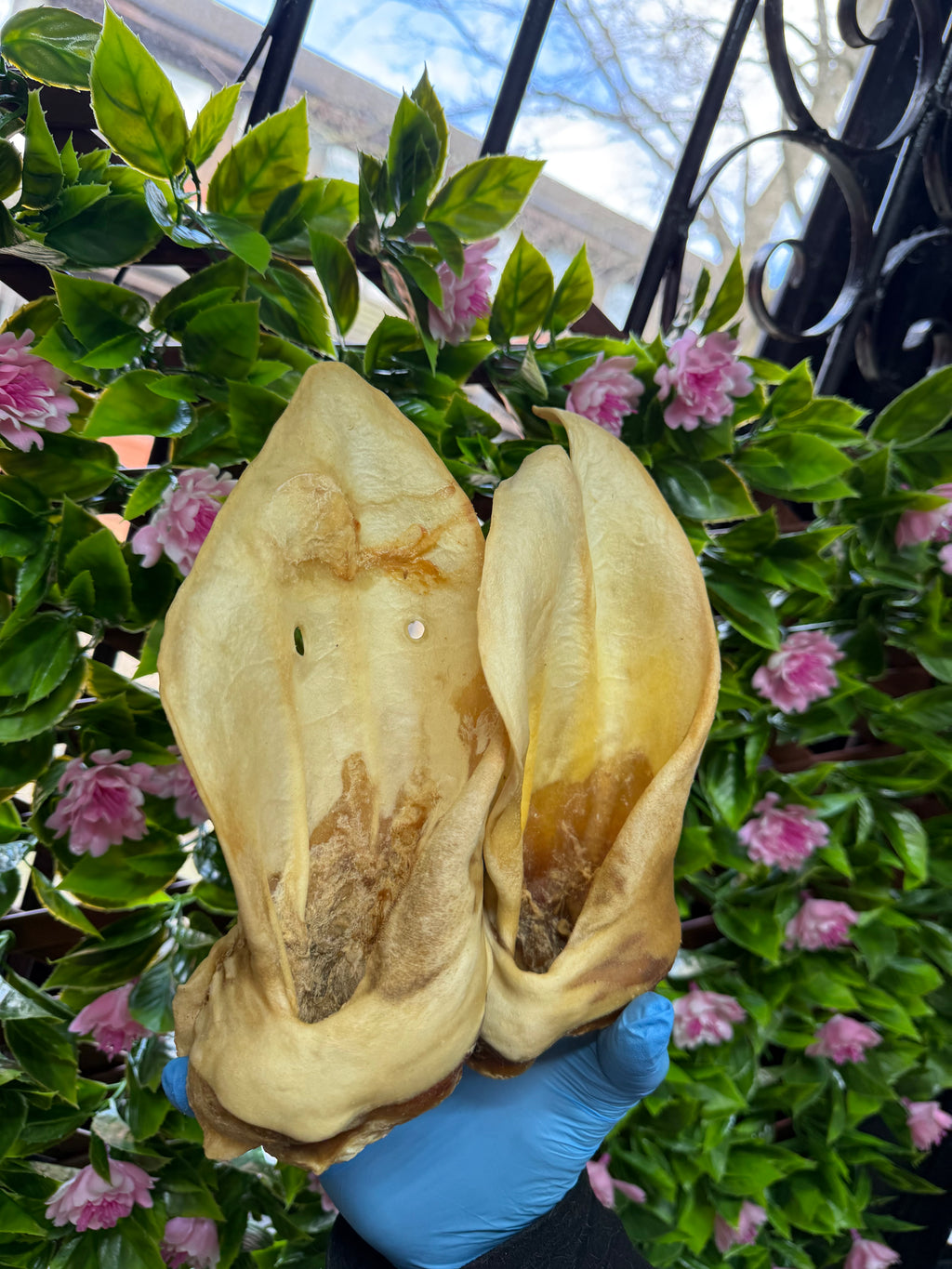 Meaty cow ear