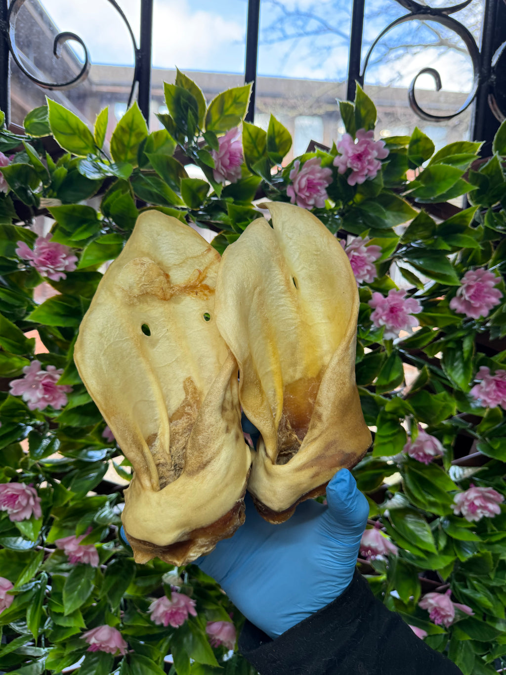 Meaty cow ear