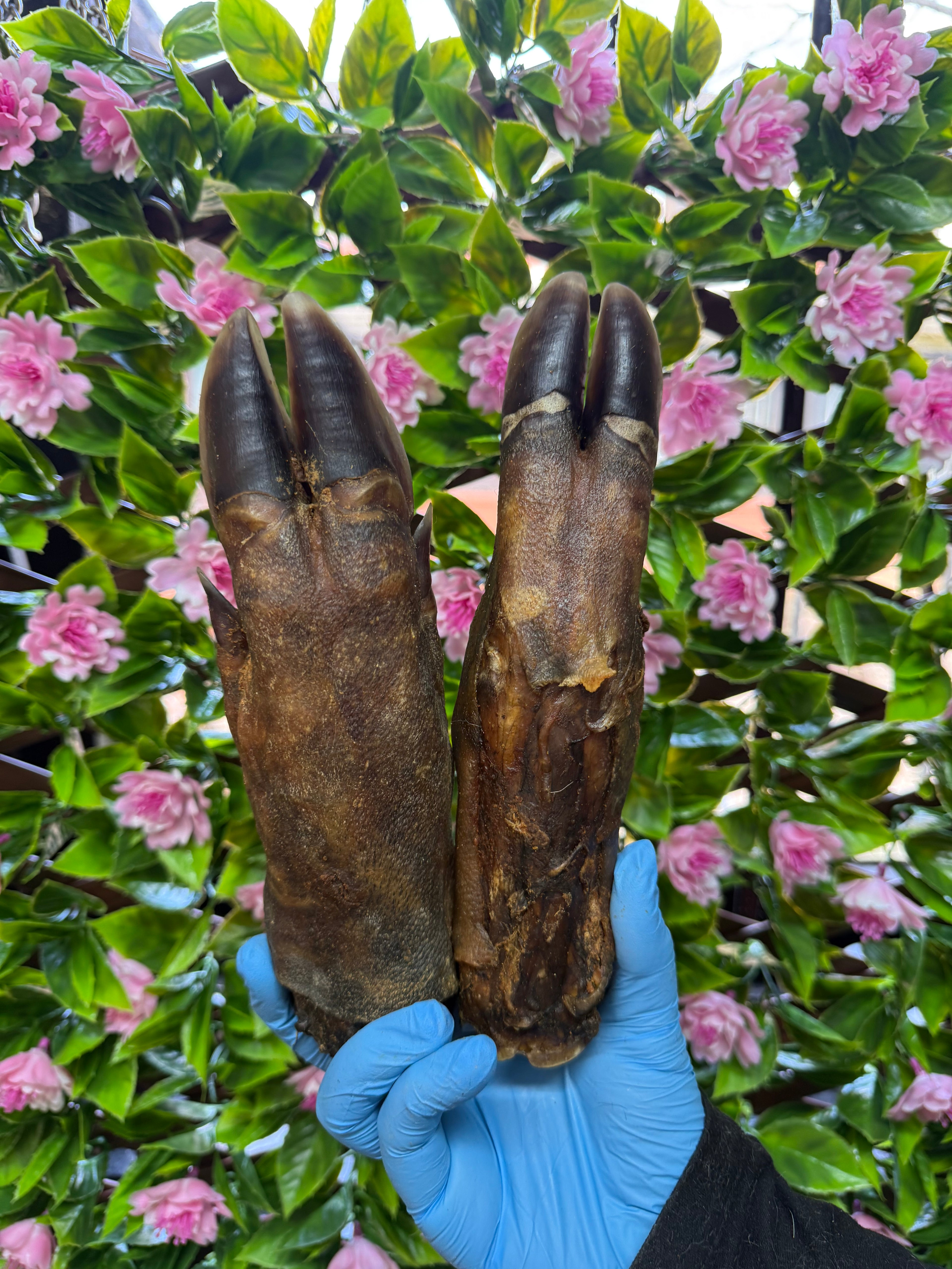 Wild boar trotter