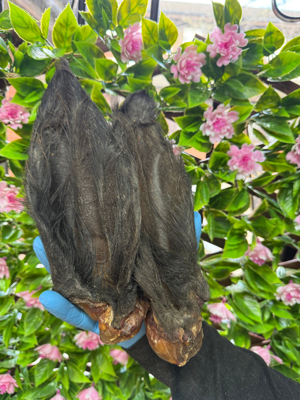 Hairy buffalo ear