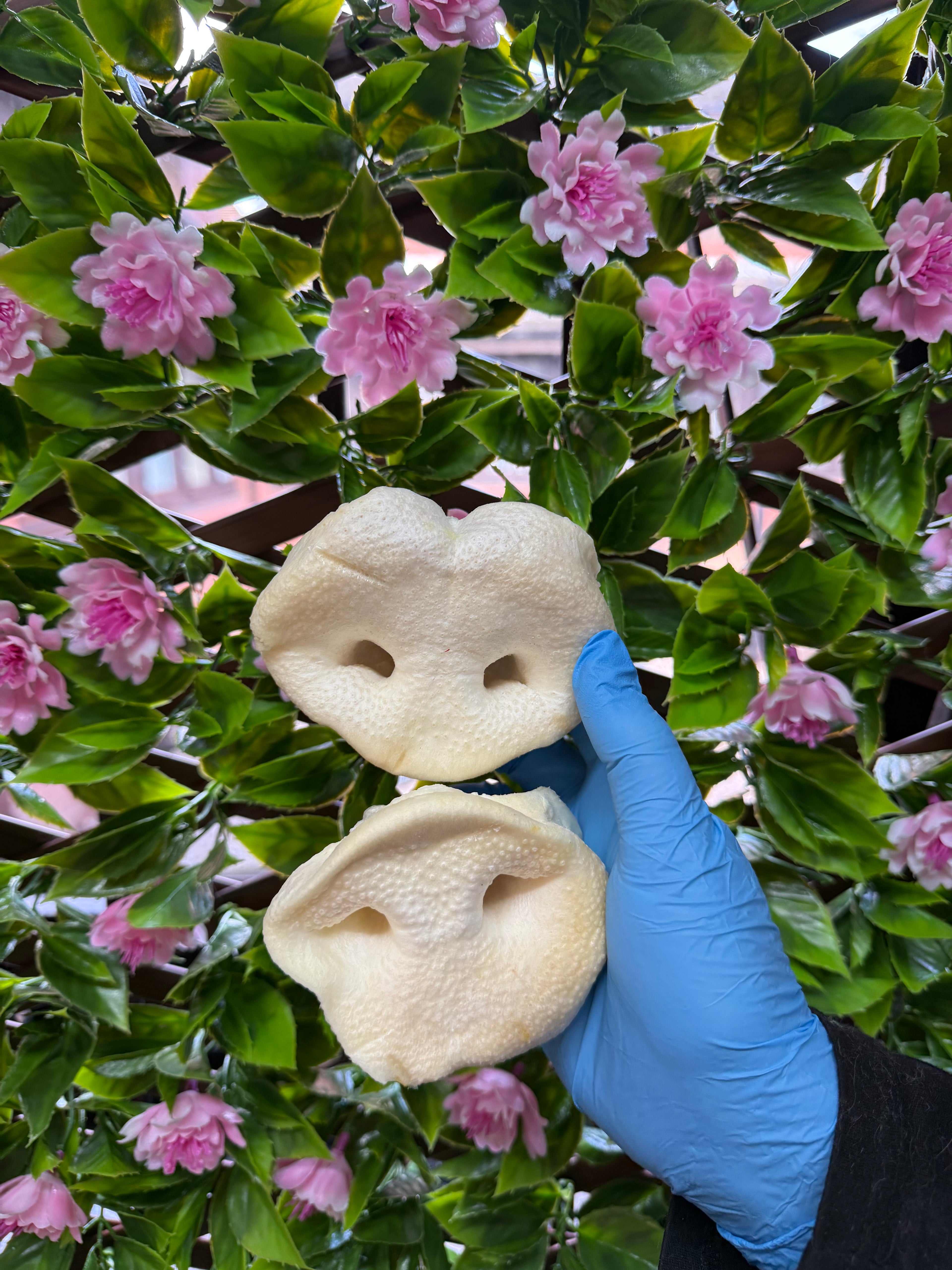 Puffed pig snout