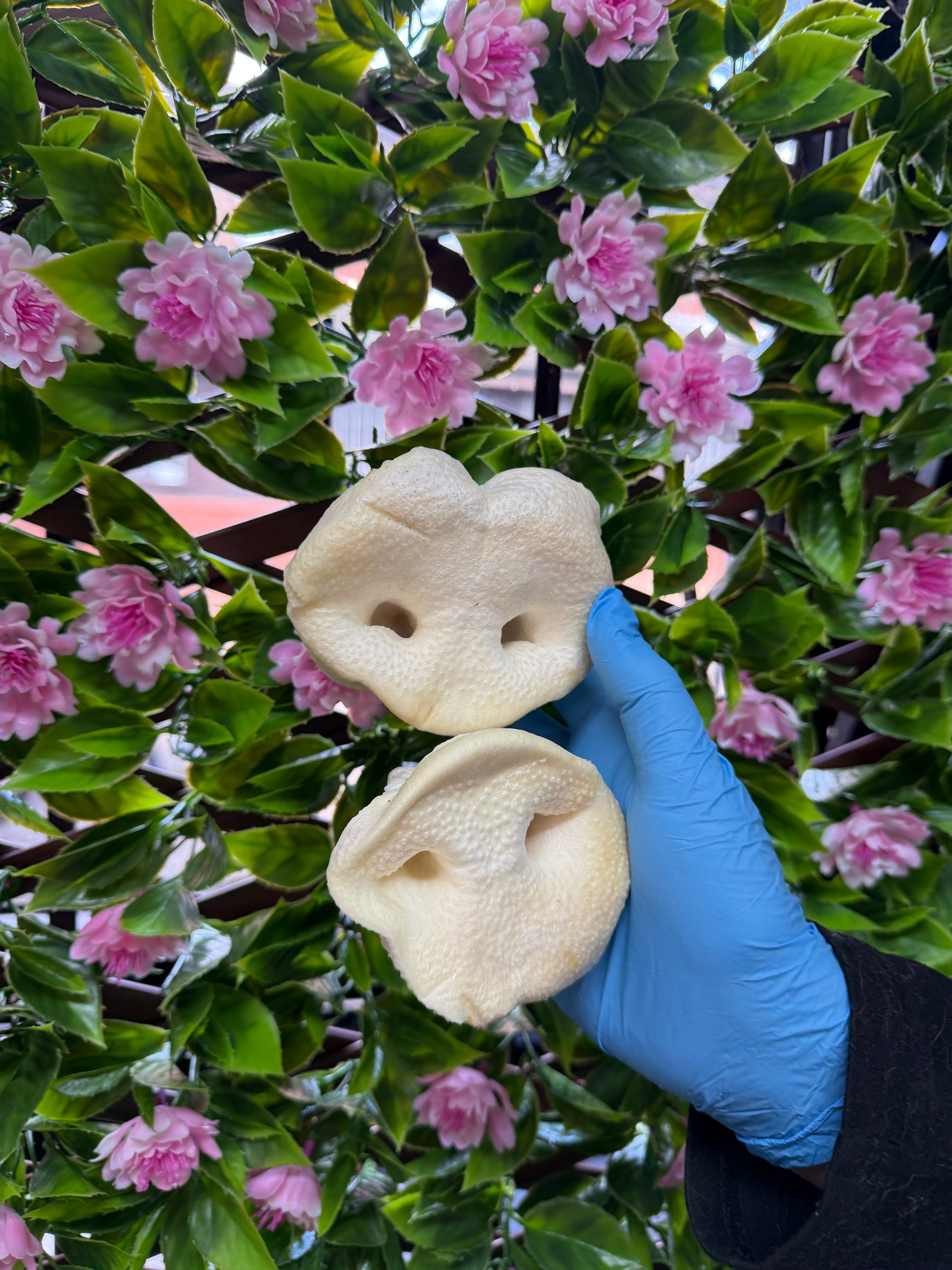 Puffed pig snout