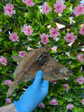 Whole dried fish