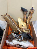 The zoo box